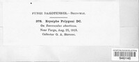 Erysiphe polygoni image